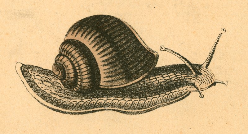 Caracol de English School