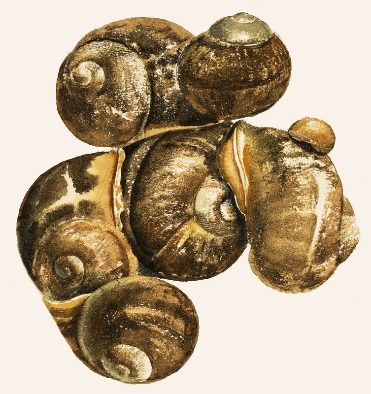 Conchas de caracol de English School