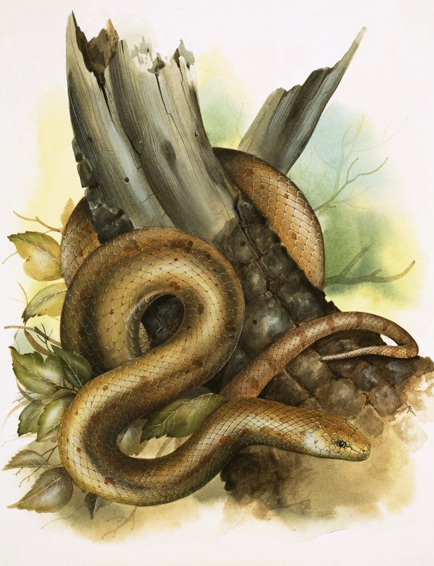 Cobra de English School