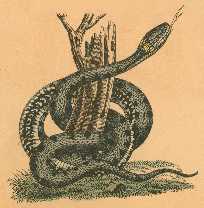 Serpente de English School