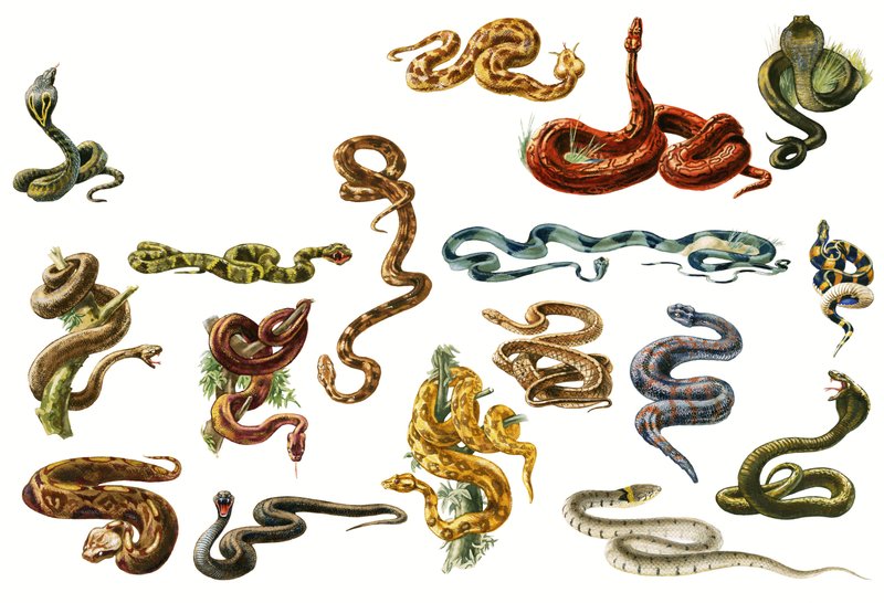 Cobras de English School
