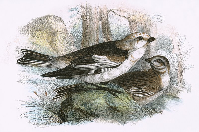 Snow Bunting de English School