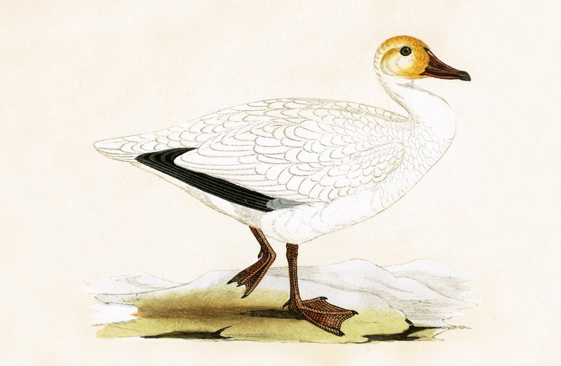 Snow Goose, ilustração de "Uma História das Aves da Europa Não Observadas nas Ilhas Britânicas", de Charles Robert Bree (1811-1886), publicada em 1867 de English School