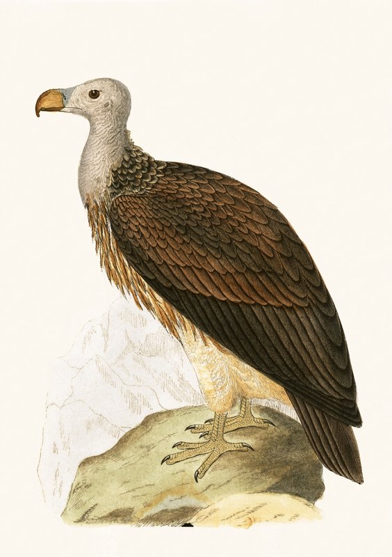 Abutre sociável, ilustração de "Uma História das Aves da Europa Não Observadas nas Ilhas Britânicas", de Charles Robert Bree (1811-1886), publicada em 1867 de English School
