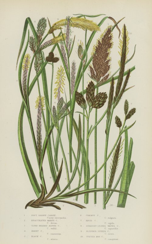 Carex Castanho Macio, Carex Pântano Bracteado, Carex Alpino de Cabeça Fechada, Carex Hoary, Carex Preto (cor litho) de English School