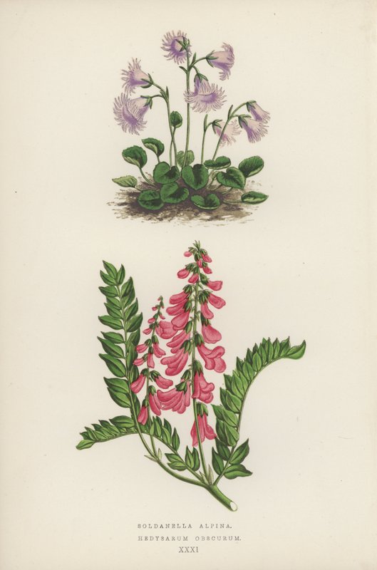 Soldanella Alpina; Hedysarum Obscurum (litografia a cores) de English School