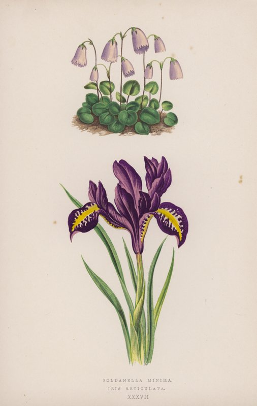 Soldanella Minima; Iris Reticulata (cor litho) de English School