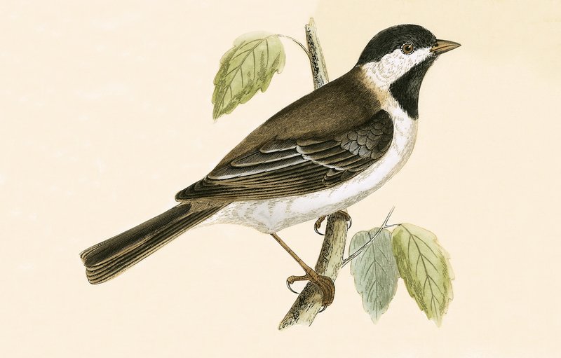 Sombre Tit, ilustração de &39;Uma história das aves da Europa não observada nas ilhas britânicas&39; por Charles Robert Bree (1811-1886), publicado em 1867 de English School