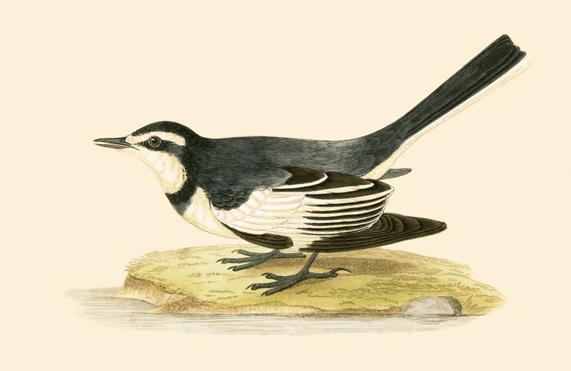 Alvéola Sombria, ilustração de "Uma História das Aves da Europa Não Observadas nas Ilhas Britânicas", de Charles Robert Bree (1811-1886), publicada em 1867 de English School