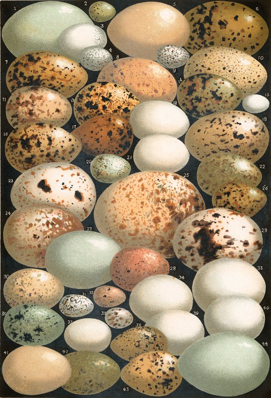 Alguns ovos favoritos das aves britânicas de English School