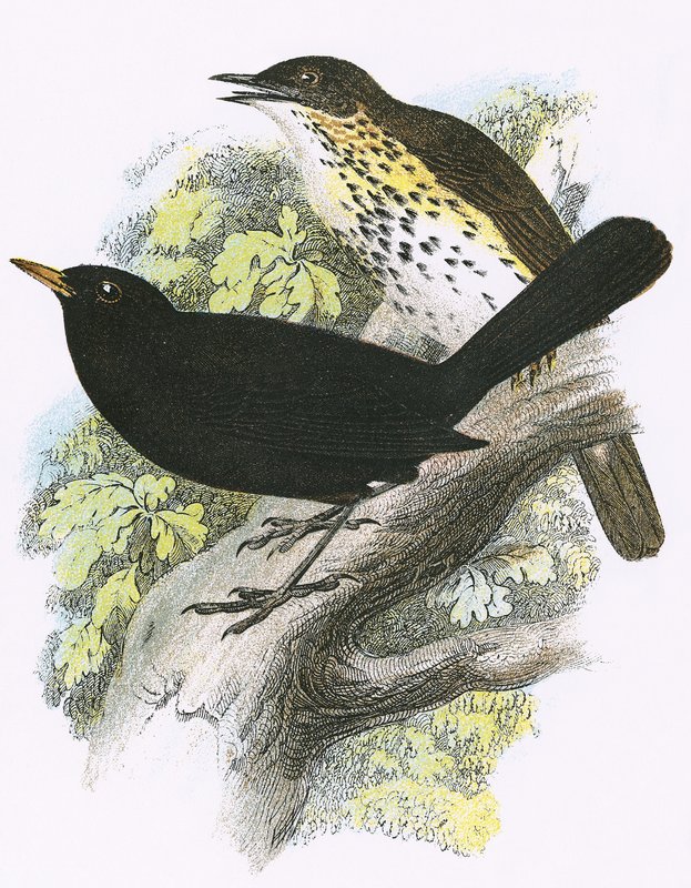 Canção-Thrush (top) e Blackbird (parte inferior) de English School
