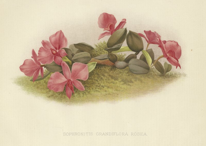 Sophronitis grandiflora rosea de English School