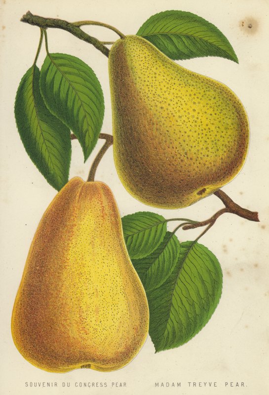 Souvenir Du Congress Pear, Madame Treyve Pear de English School