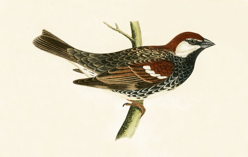 Pardal espanhol, ilustração de &39;Uma história das aves da Europa não observada nas ilhas britânicas&39; por Charles Robert Bree (1811-1886), publicado em 1867 de English School