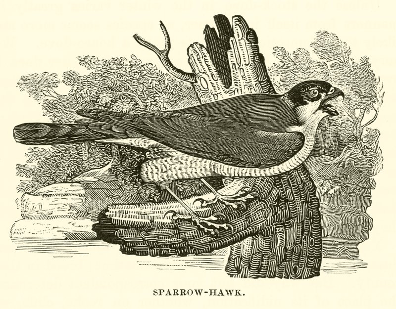 Sparrow-Hawk (gravura) de English School