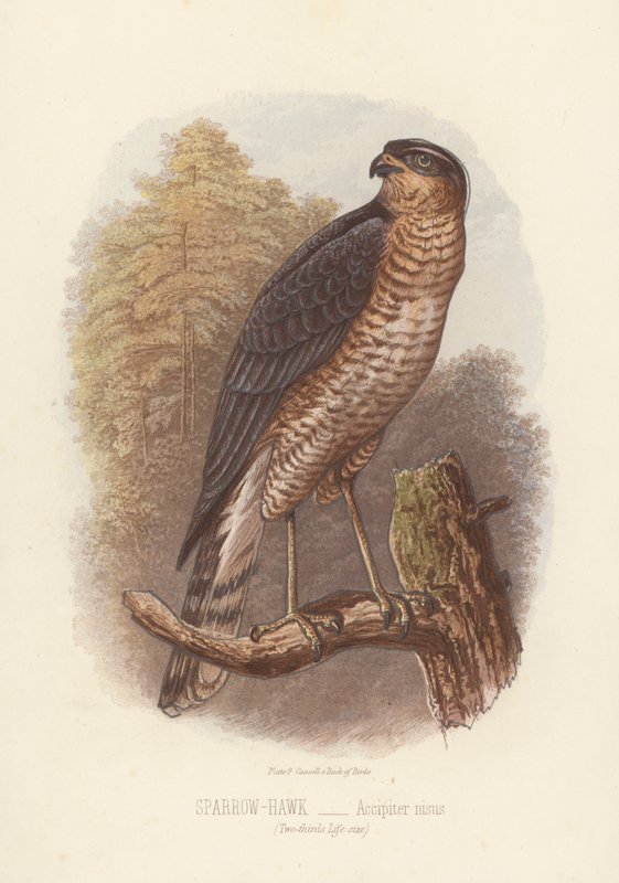 Gavião-real, Accipiter Nisus (litografia a cores) de English School