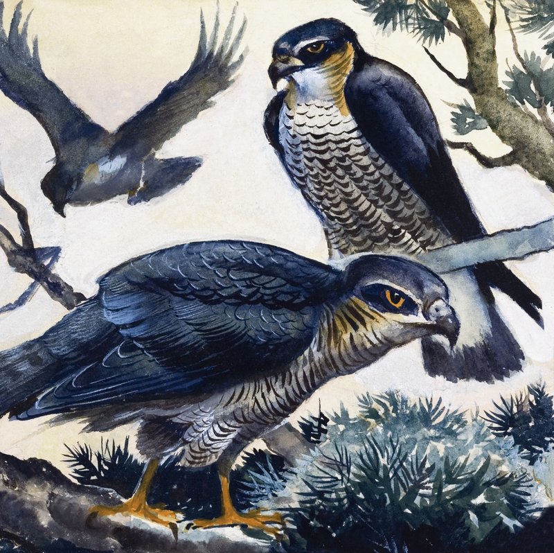 Sparrowhawks de English School
