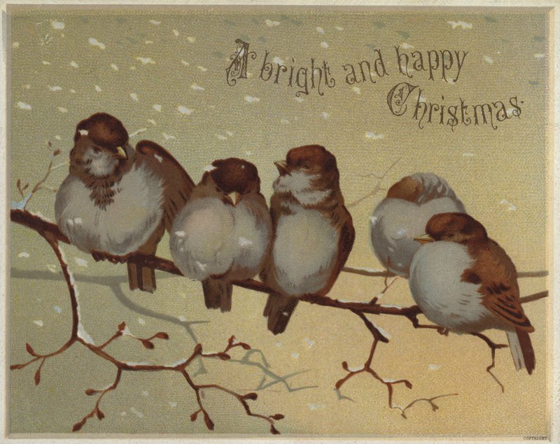 Pardais sentados num ramo na neve (cromolitho) de English School