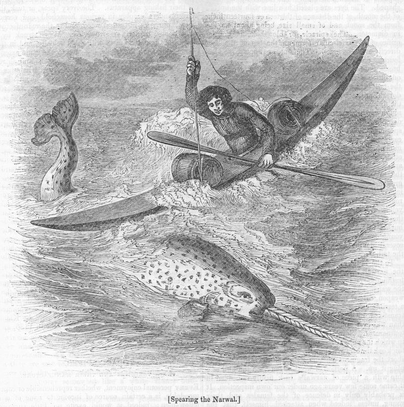 Spearing the Narwal de English School