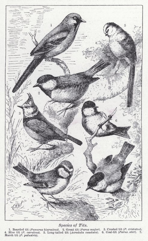 Espécies de mamas (litho) de English School
