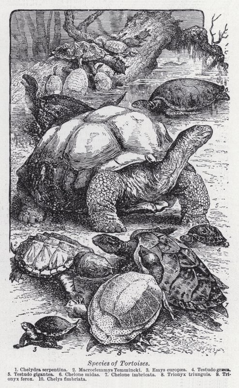 Espécies de tartarugas (litho) de English School