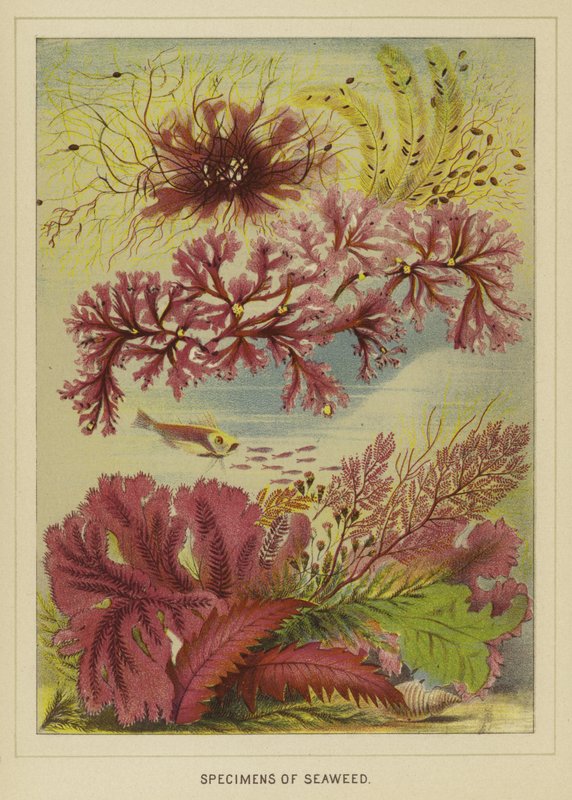 Espécimes de algas marinhas de English School
