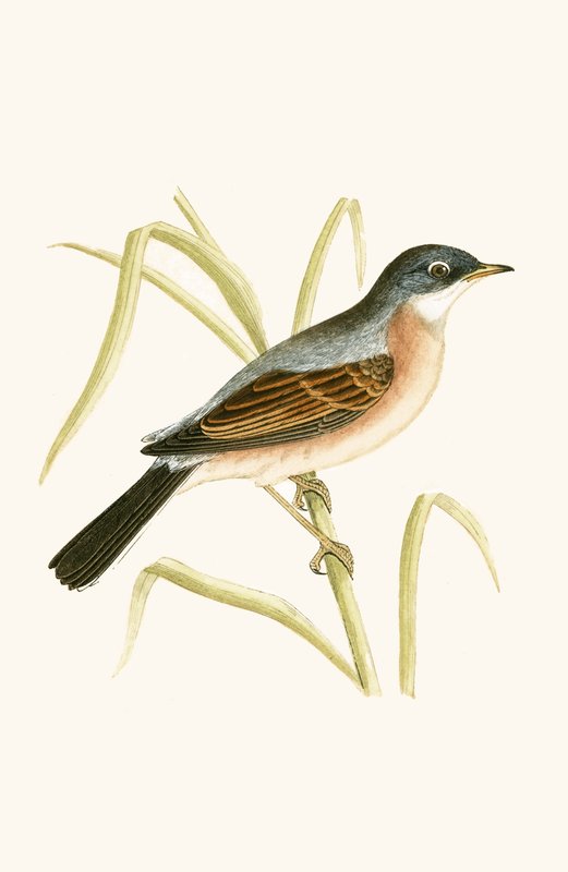 Toutinegra-de-óculos, ilustração de "Uma História das Aves da Europa Não Observadas nas Ilhas Britânicas", de Charles Robert Bree (1811-1886), publicada em 1867 de English School