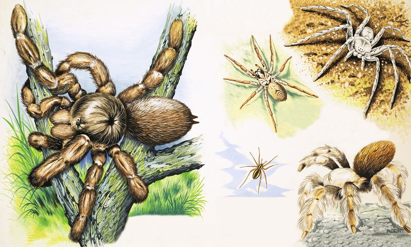 Aranhas de English School