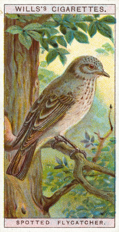 Flycatcher manchado de English School