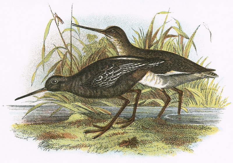 Redshank manchado de English School