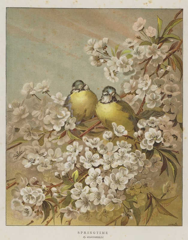 primavera (cromolitho) de English School