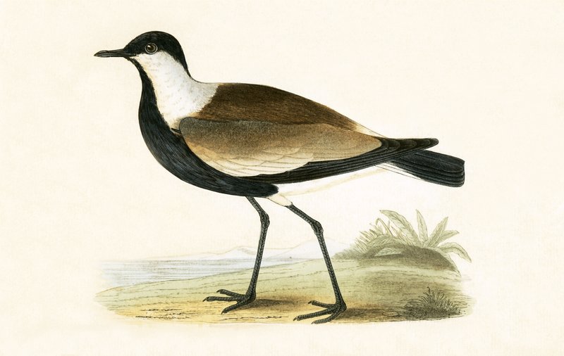 Spur Winged Plover, ilustração de "Uma História das Aves da Europa Não Observadas nas Ilhas Britânicas", de Charles Robert Bree (1811-1886), publicado em 1867 de English School