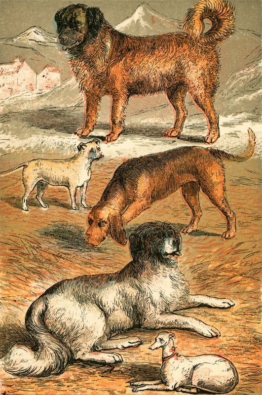 São Bernardo, Bulldog, Bloodhound, Terra Nova e Galgo Italiano de English School