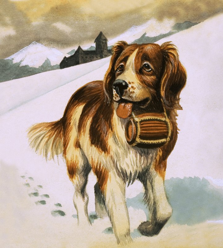 Cão de St Bernard de English School