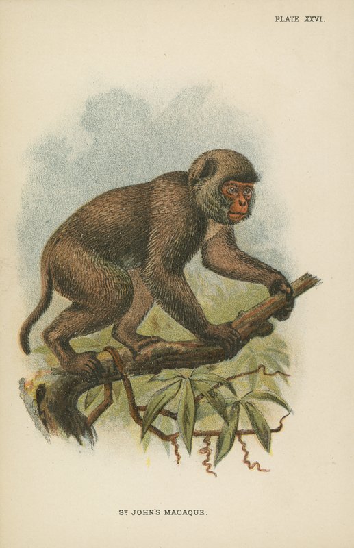 Macaco de São João de English School