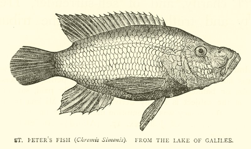 Peixe St Peters (Chromis Simonis), do lago da Galiléia de English School