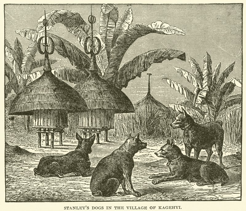 Os cães de Stanley na aldeia de Kagehyi (gravura) de English School