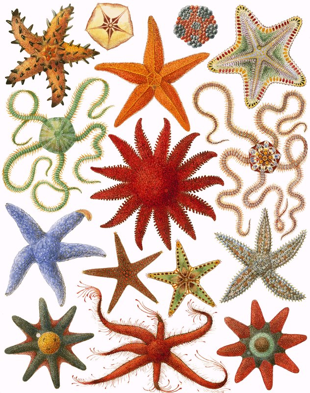 Estrelas do mar de English School