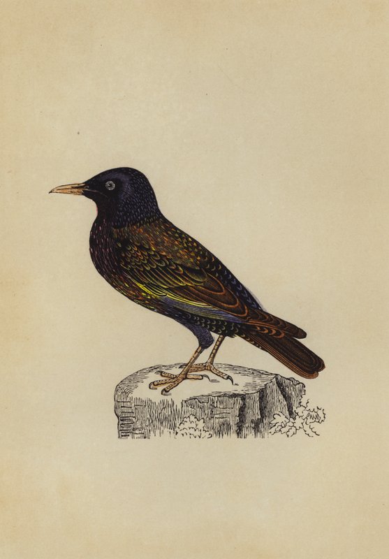 Estorninho (cor litho) de English School