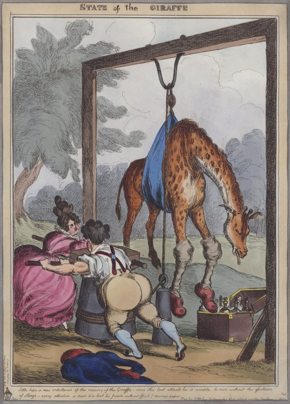Estado da Girafa (gravura colorida) de English School