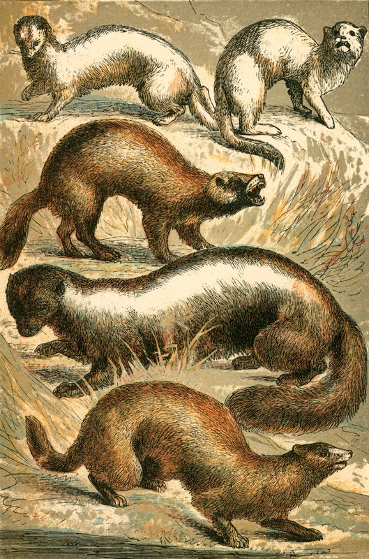 Arminho, Arminho, Polecat, Skunk and Mink ou Minx de English School