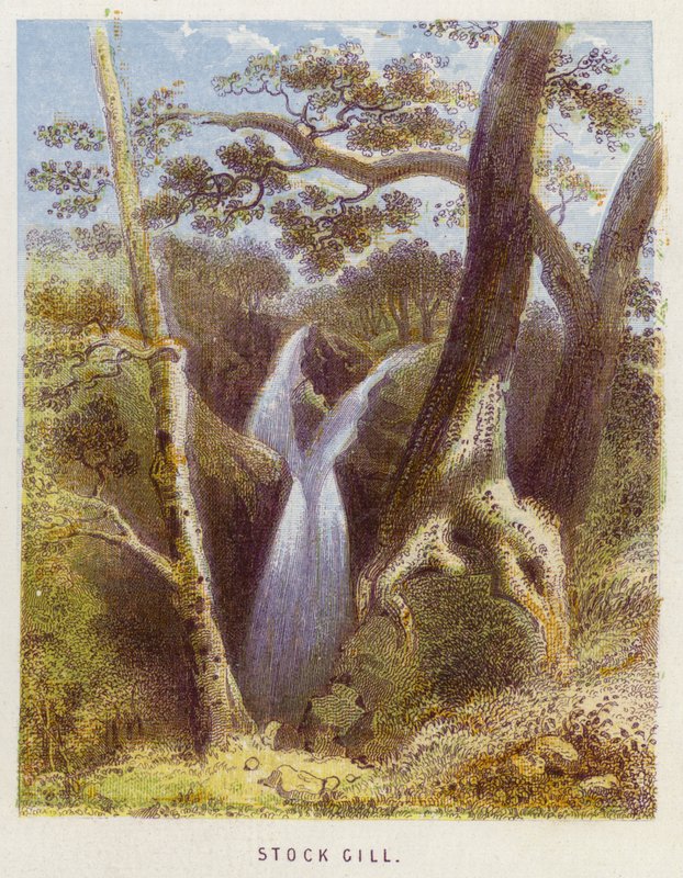 Stock Gill (lito colorido) de English School