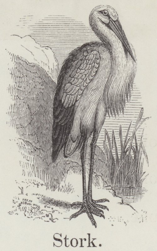 Cegonha (gravura) de English School