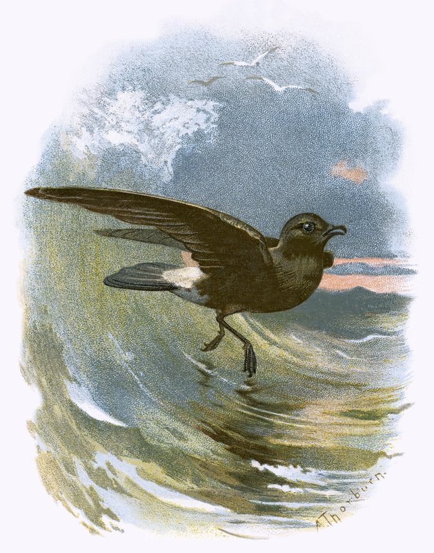 Petrel da Tempestade de English School