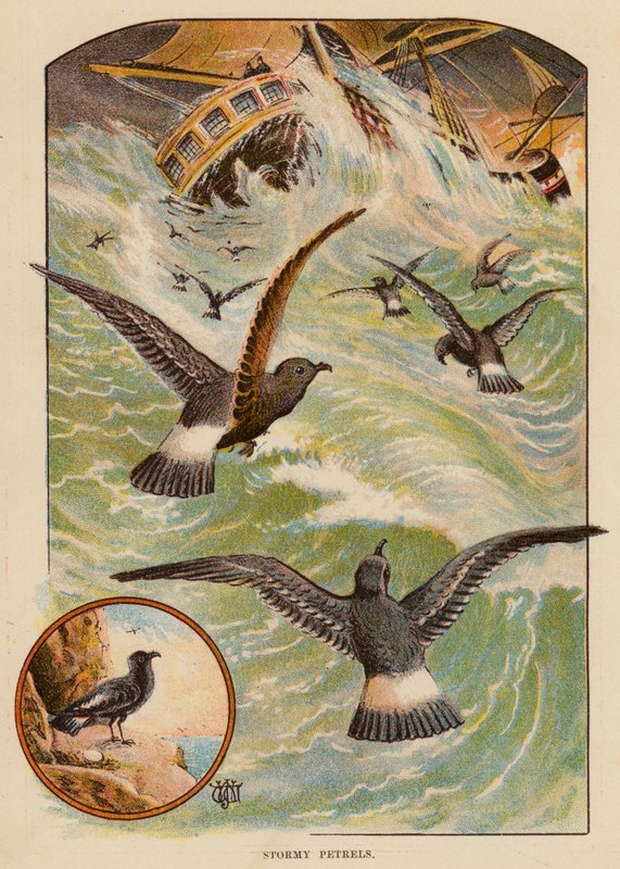 Petréis tempestuosos (cor litho) de English School