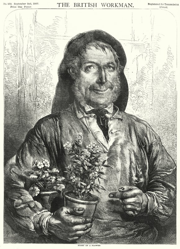 História de uma flor (gravura) de English School