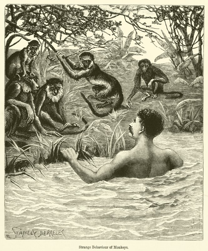 Estranho comportamento dos macacos (gravura) de English School