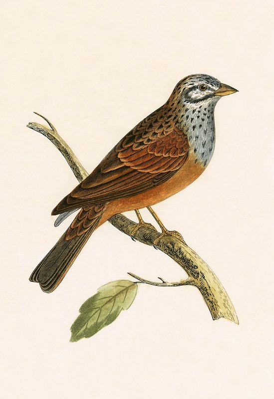 Estamenha retorcida, ilustração de "Uma História das Aves da Europa Não Observadas nas Ilhas Britânicas", de Charles Robert Bree (1811-1886), publicada em 1867 de English School