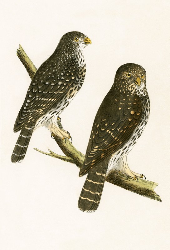 Strix Pusilla, ilustração de "Uma História das Aves da Europa Não Observadas nas Ilhas Britânicas", de Charles Robert Bree (1811-1886), publicada em 1867. de English School