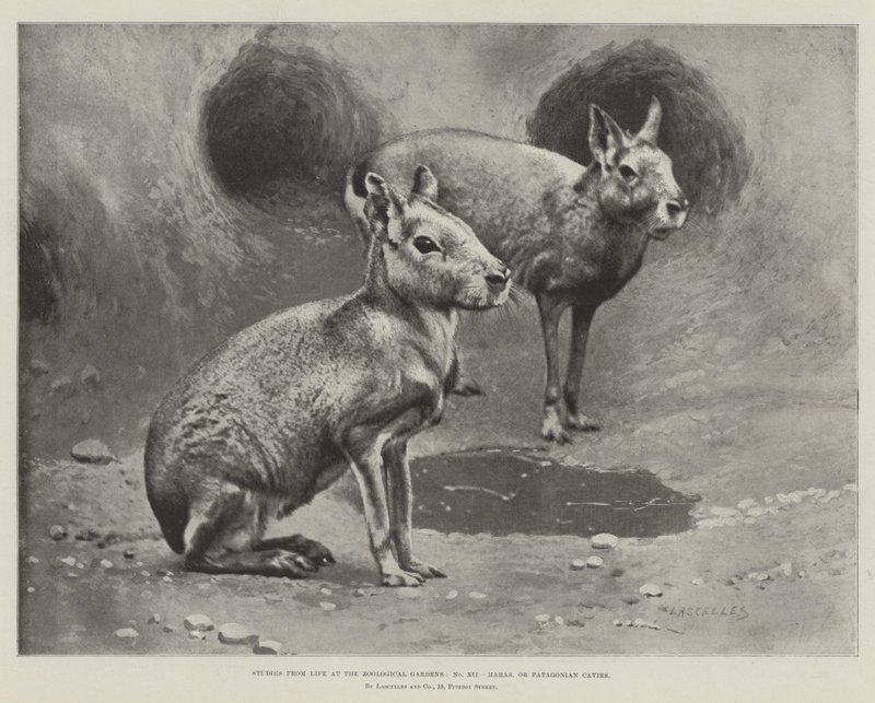 Estudos da Vida nos Jardins Zoológicos, Maras ou Cavernas Patagônicas (litho) de English School